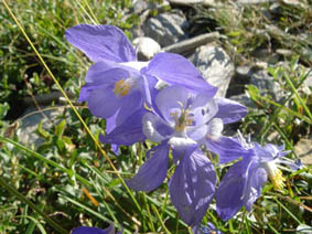 Aquilegia pyrenaica